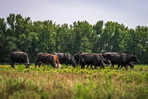 A herd of black cattle walking through a green pasture by a tree line
