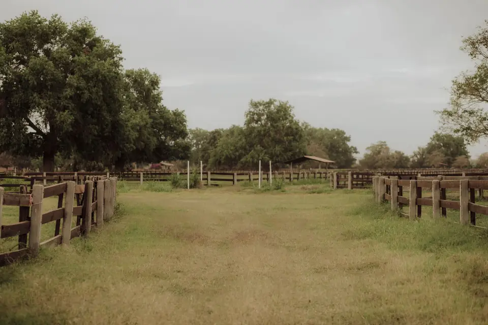 A grassy ranch lane between wooden fences under oak trees